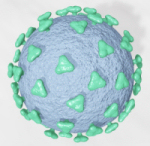 CAE virus