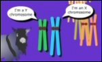 Chromosome Inheritance