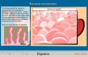Lining of the Rumen