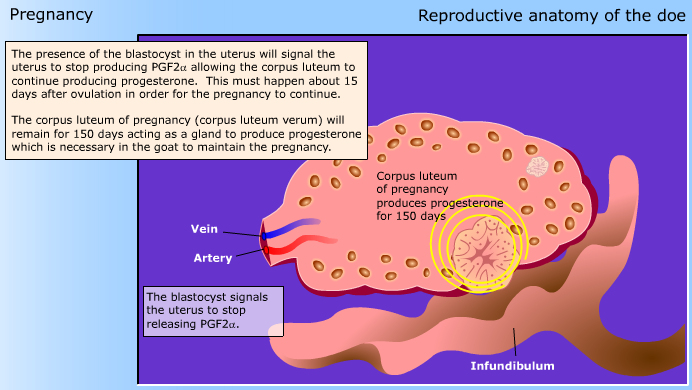 Reproductive