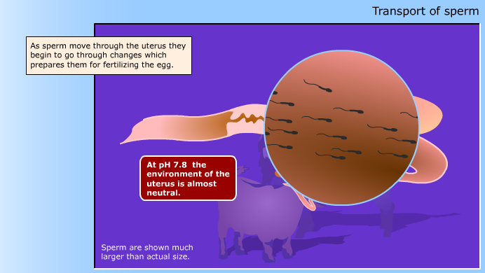 Reproduction