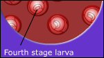 Stomach worm lifecycle