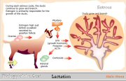 Development of the Udder