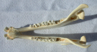 inside lower jaw