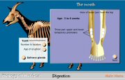 Tooth Eruption