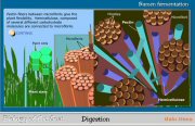 Cellulose in the Plant