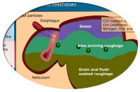 rumen graphic