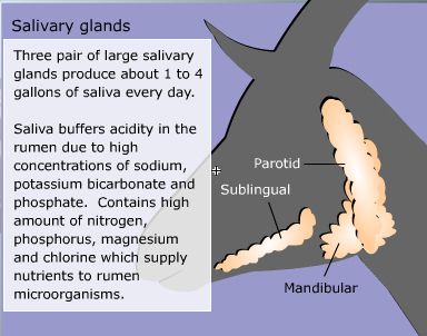 goat salivary glands