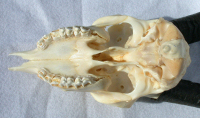 bottom view