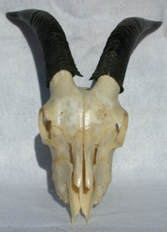 goat skull top view