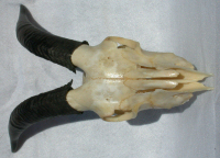 top view