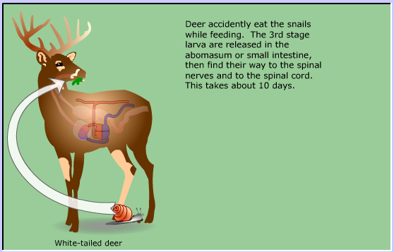 life cycle of Meningeal Deer worm