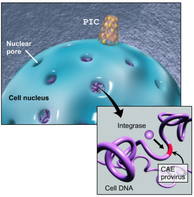 Viral DNA integrates into host DNA